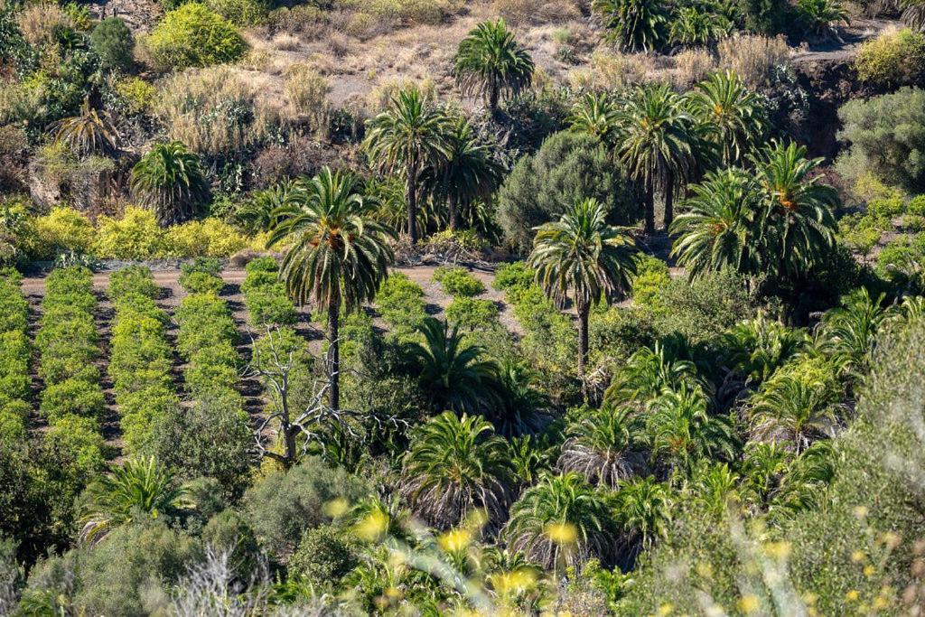 Cosy Bungalow Green Oasis Maspalomas  Luaran gambar